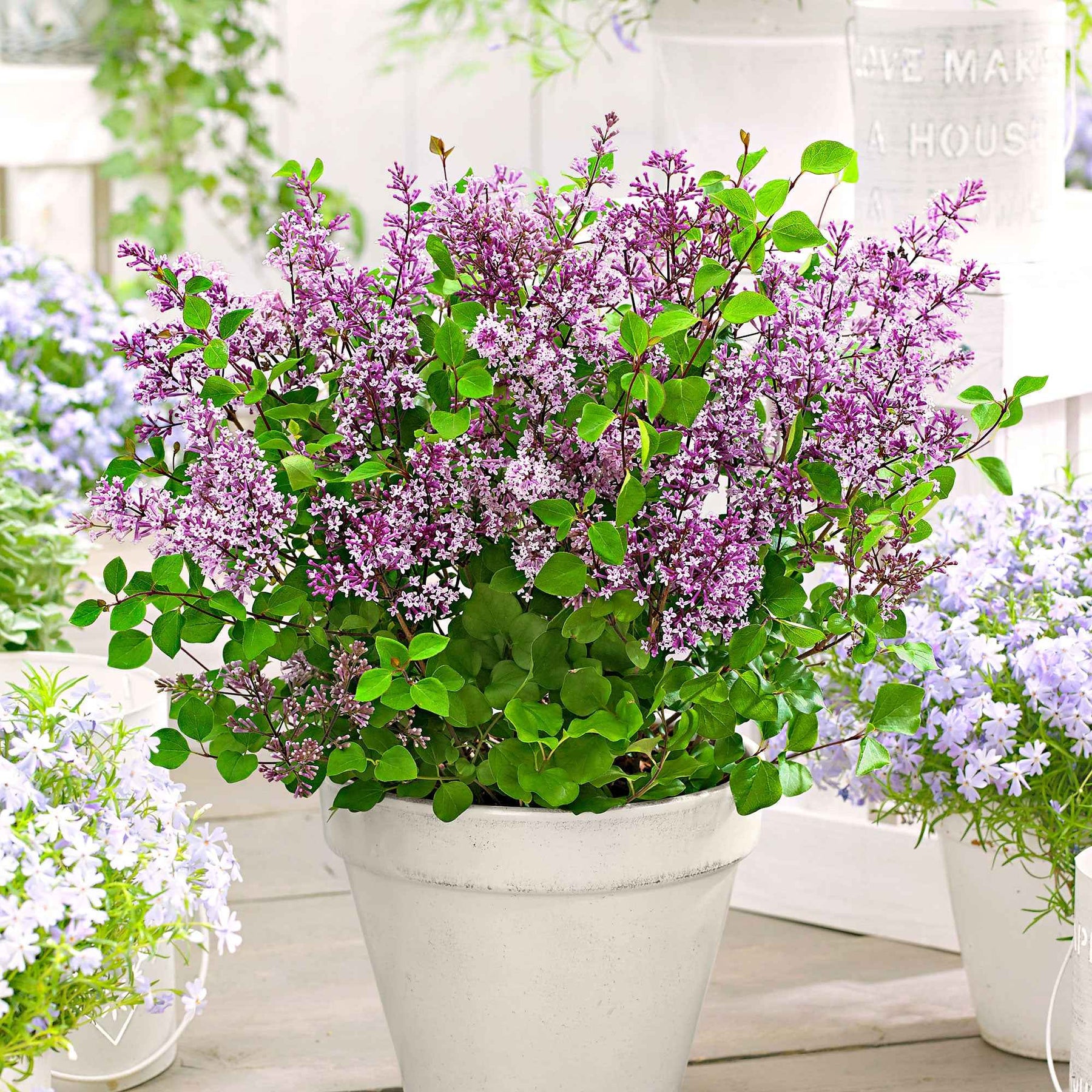 Dwergsering 'Dark Purple' - Willemse
