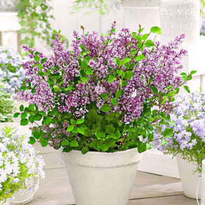 Dwergsering 'Dark Purple' - Willemse