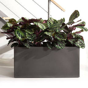 Pauwenplant 'Medaillon' - Calathea medaillon - Calathea