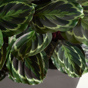 Pauwenplant 'Medaillon' - Calathea medaillon