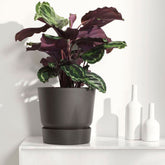 Pauwenplant 'Medaillon' - Calathea medaillon - Willemse