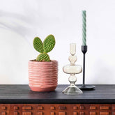 Schijfcactus Opuntia microdays - Willemse