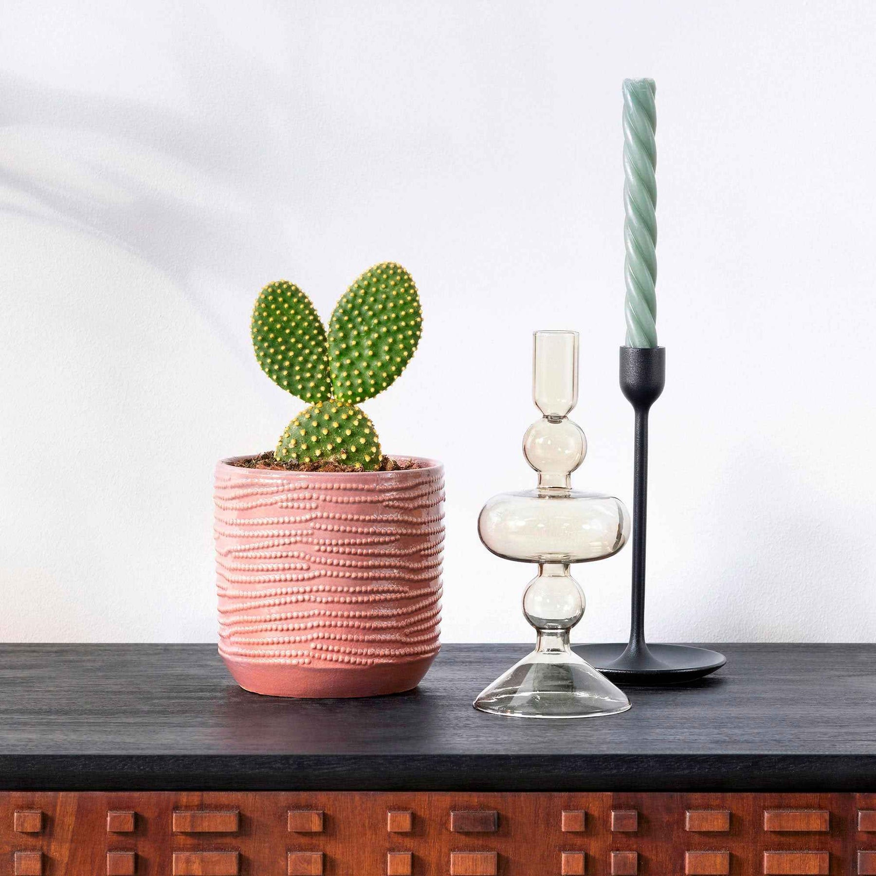 Schijfcactus Opuntia microdays - Willemse
