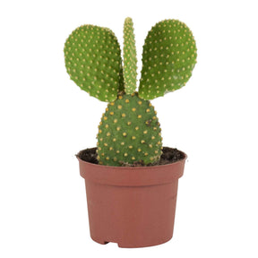 Opuntia microdasys - Schijfcactus Opuntia microdays - Cactussen en vetplanten