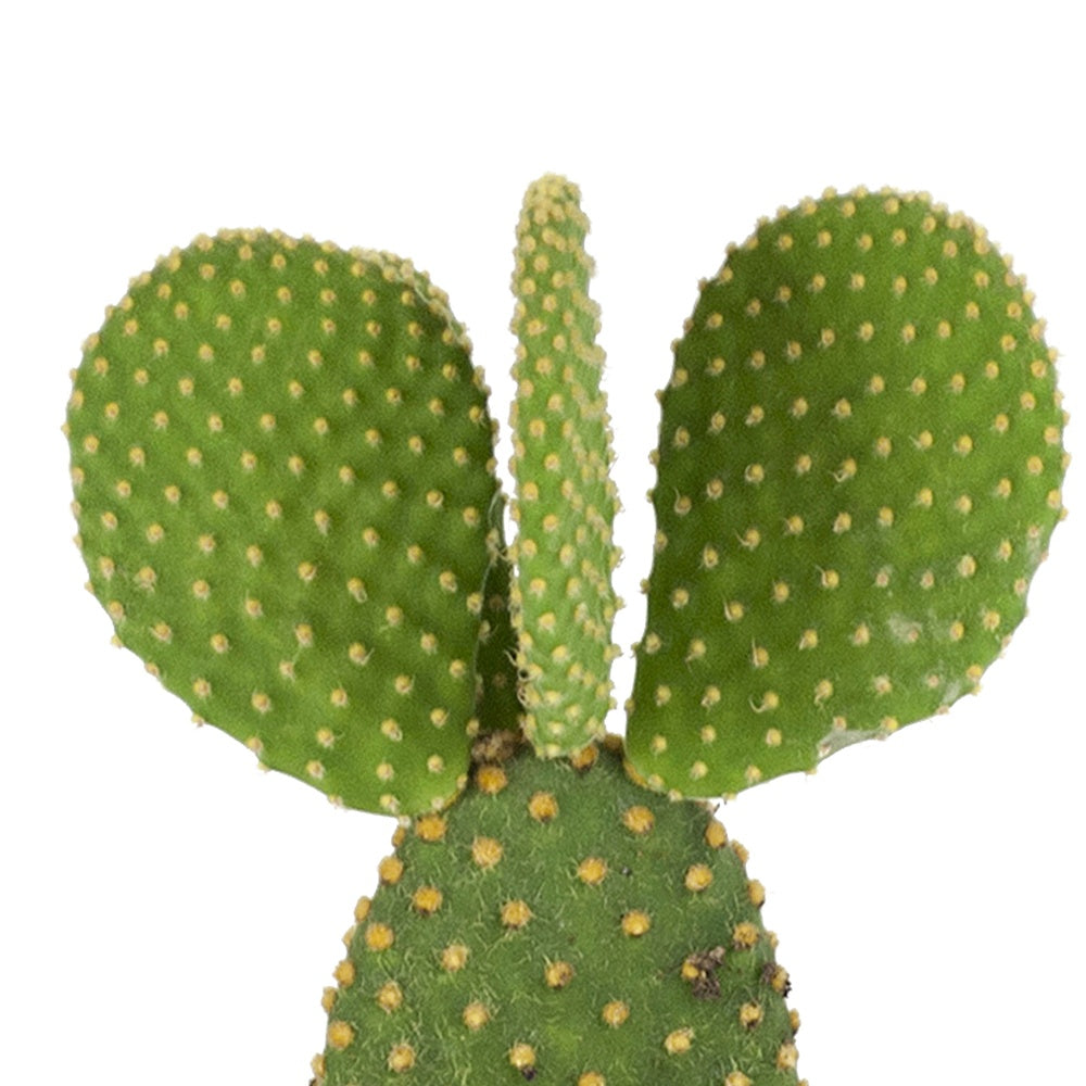 Schijfcactus Opuntia microdays - Opuntia microdasys