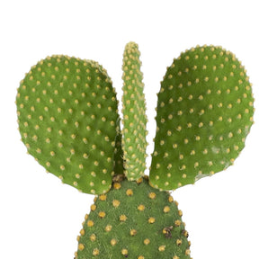 Schijfcactus Opuntia microdays - Opuntia microdasys