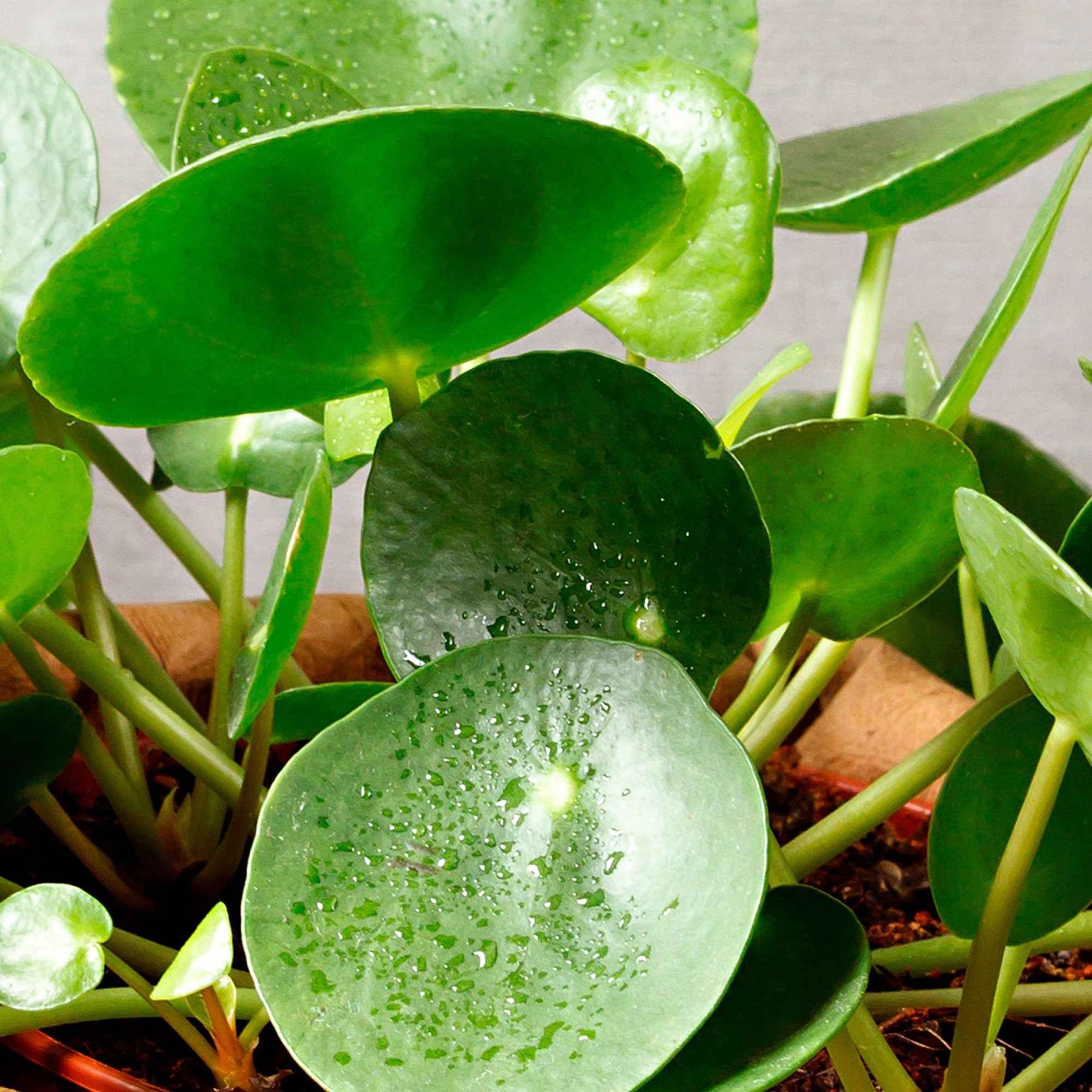 Pilea peperomioides - Pannenkoekplant Pilea peperomioides - Groene kamerplanten voor interieur