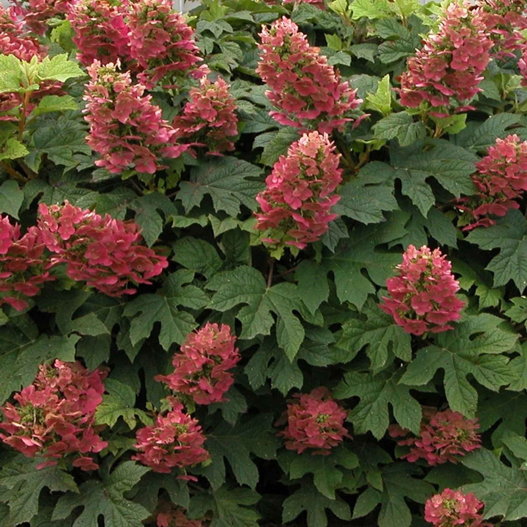 Eikenbladhortensia 'Ruby Slippers'® - Hydrangea quercifolia ruby slippers'® - Willemse