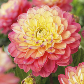 Dahlia 'Melody Allegro' (x3) - Willemse