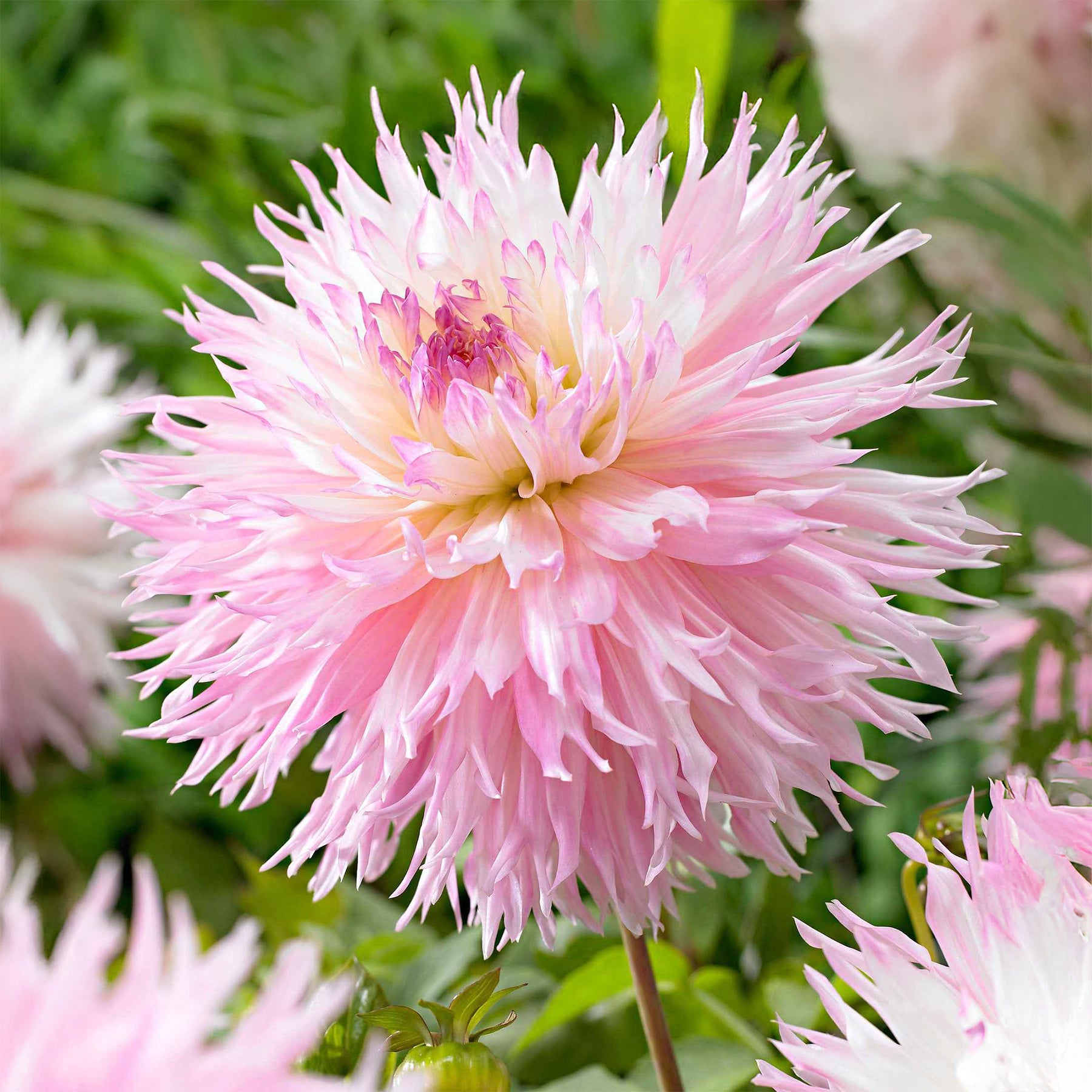 Dahlia fimbriata 'nadia ruth' - Dahlia 'Nadia Ruth' (x3) - Dahlia 