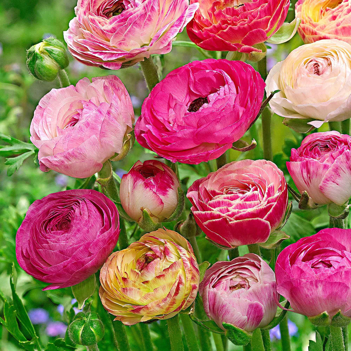Ranonkel 'Peony Blend' (x15) - Willemse