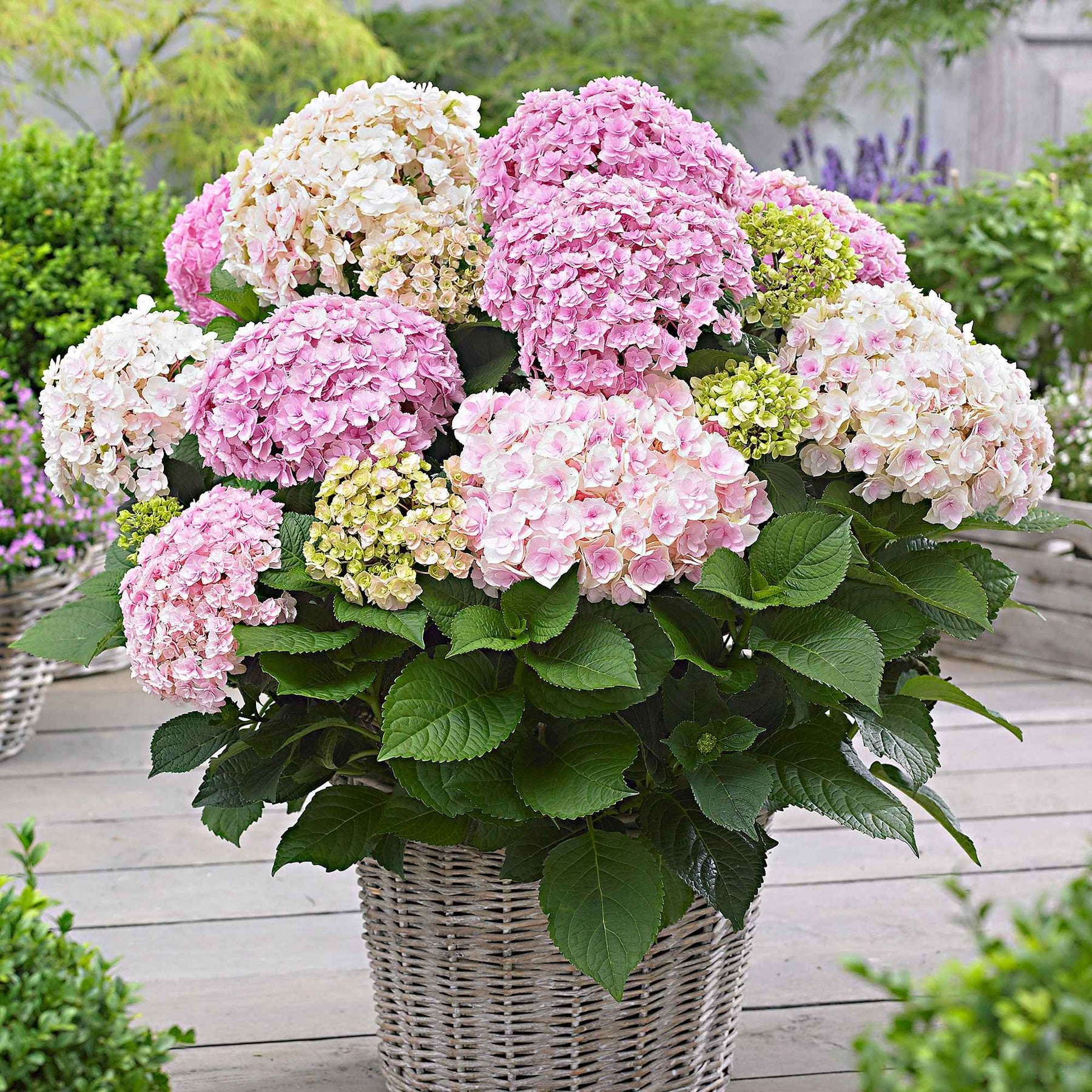 Boerenhortensia 'Doppio Nuvola' - Willemse
