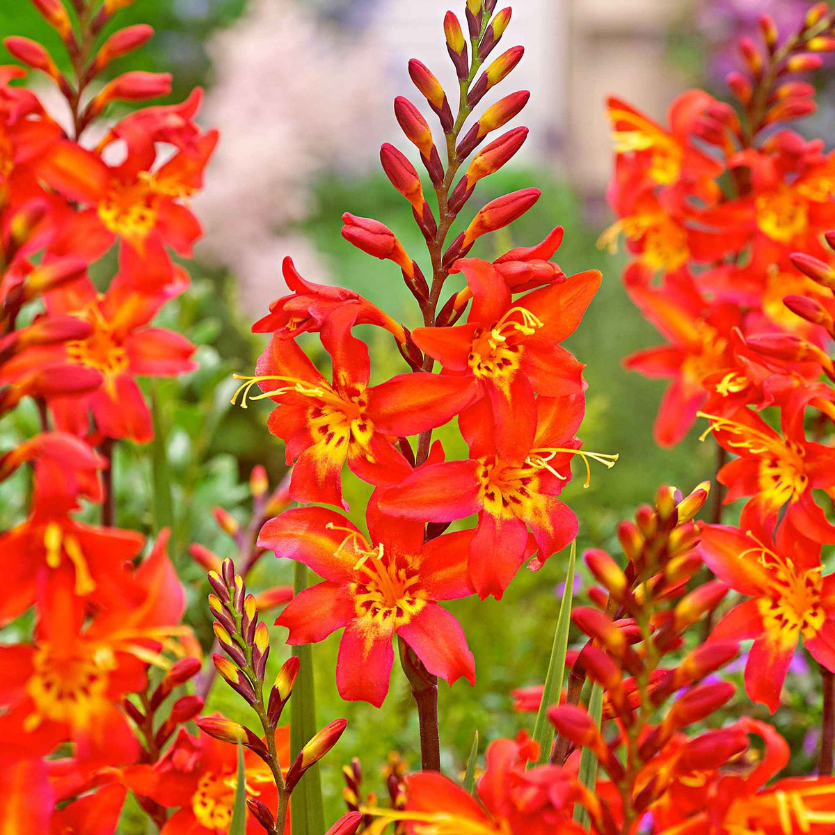 Crocosmia 'Prince of Orange' (x10) - Willemse