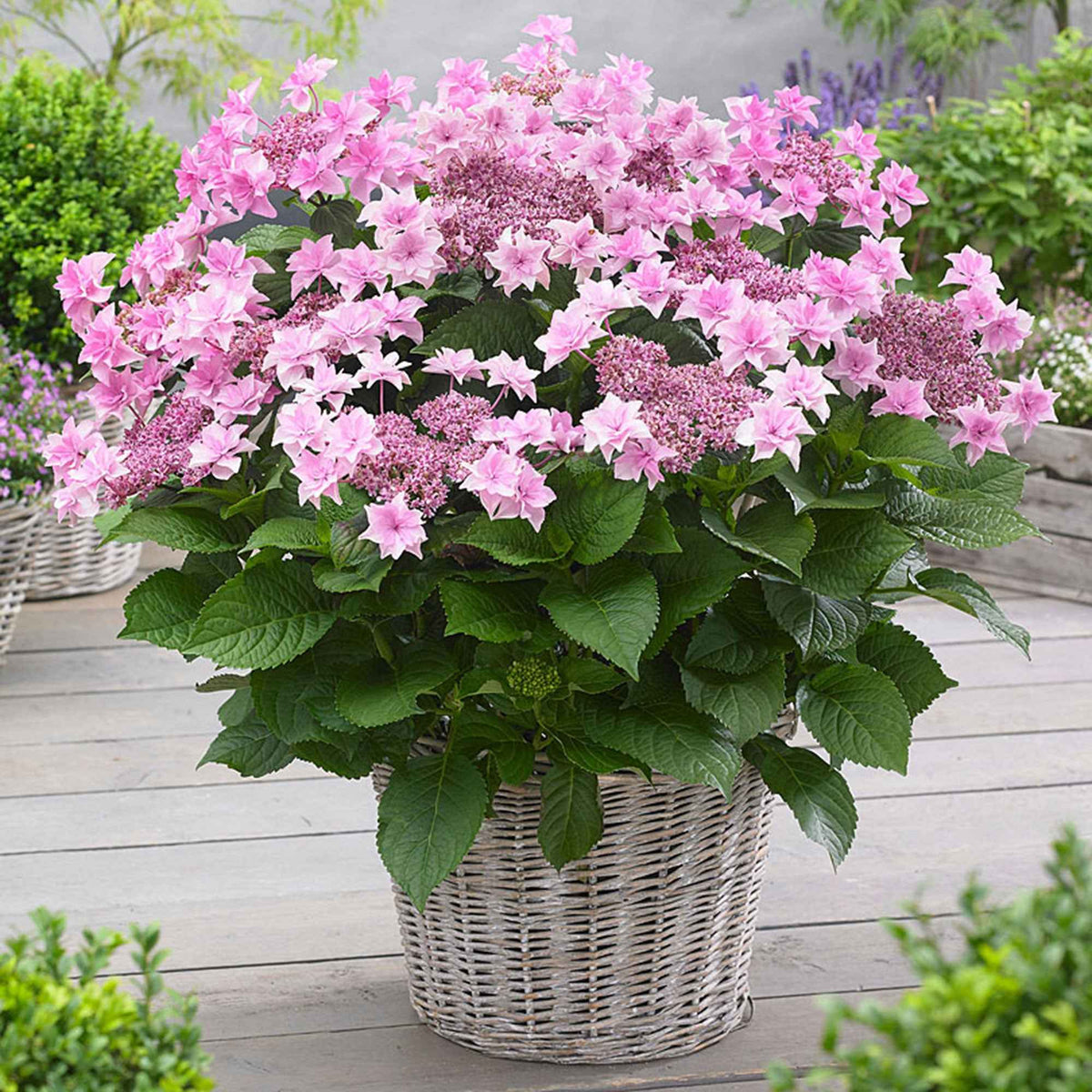 Boerenhortensia 'Doppio Rosa' - Willemse