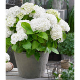 Boerenhortensia wit