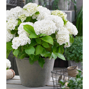 Boerenhortensia wit