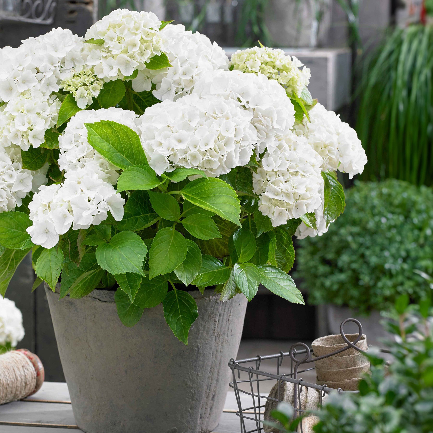 Boerenhortensia wit - Willemse