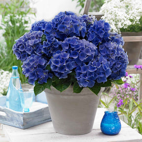 Boerenhortensia 'Blue Boogie Woogie'® - Willemse