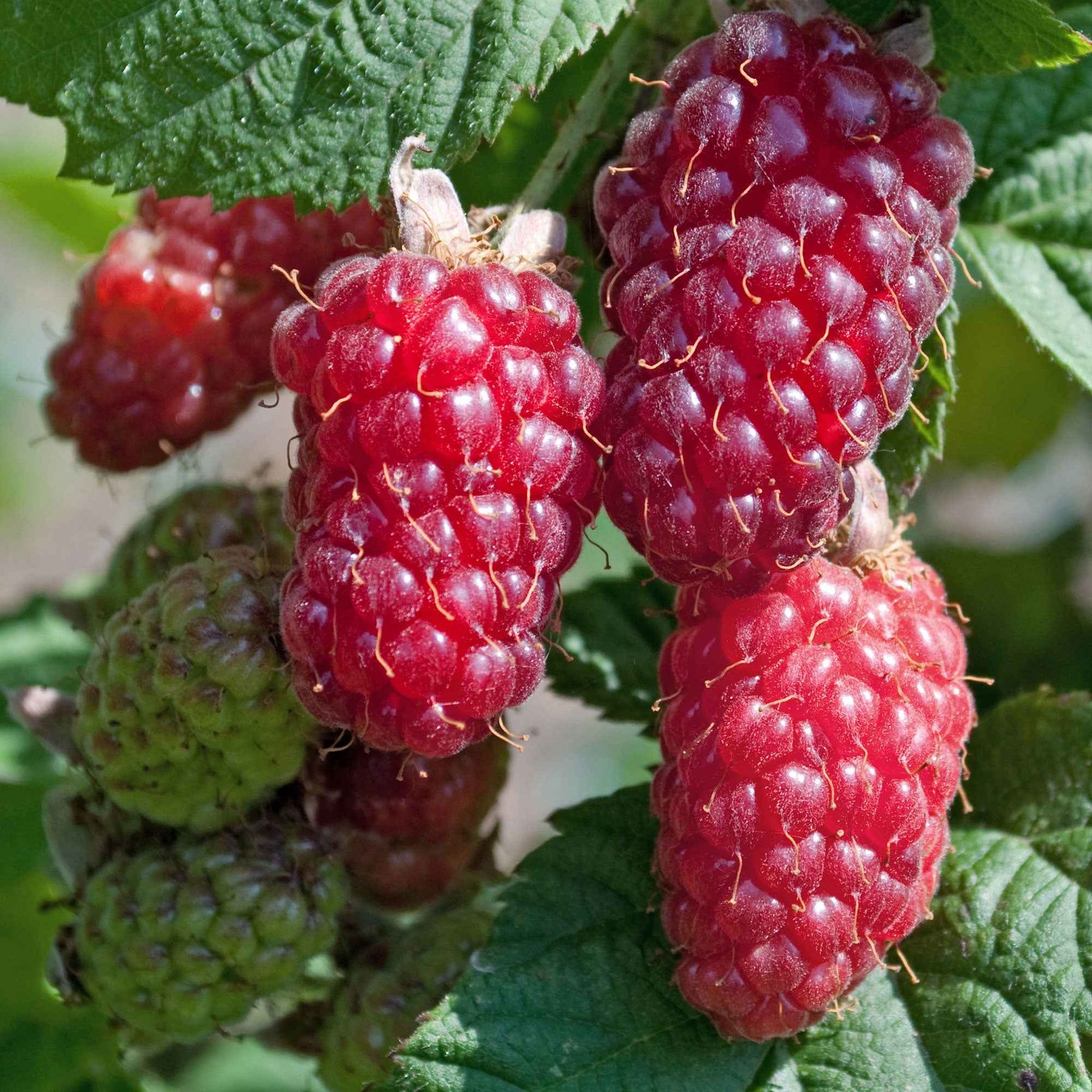 Taybes 'Tayberry' - Willemse