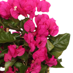 Bougainvillea spectabilis 'vera deep purple' - Bougainville 'Vera Deep Purple' - Bougainville