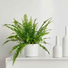 Krulvaren Nephrolepis 'Green Lady' - Willemse