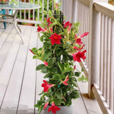Chileense jasmijn rood - Mandevilla - Willemse