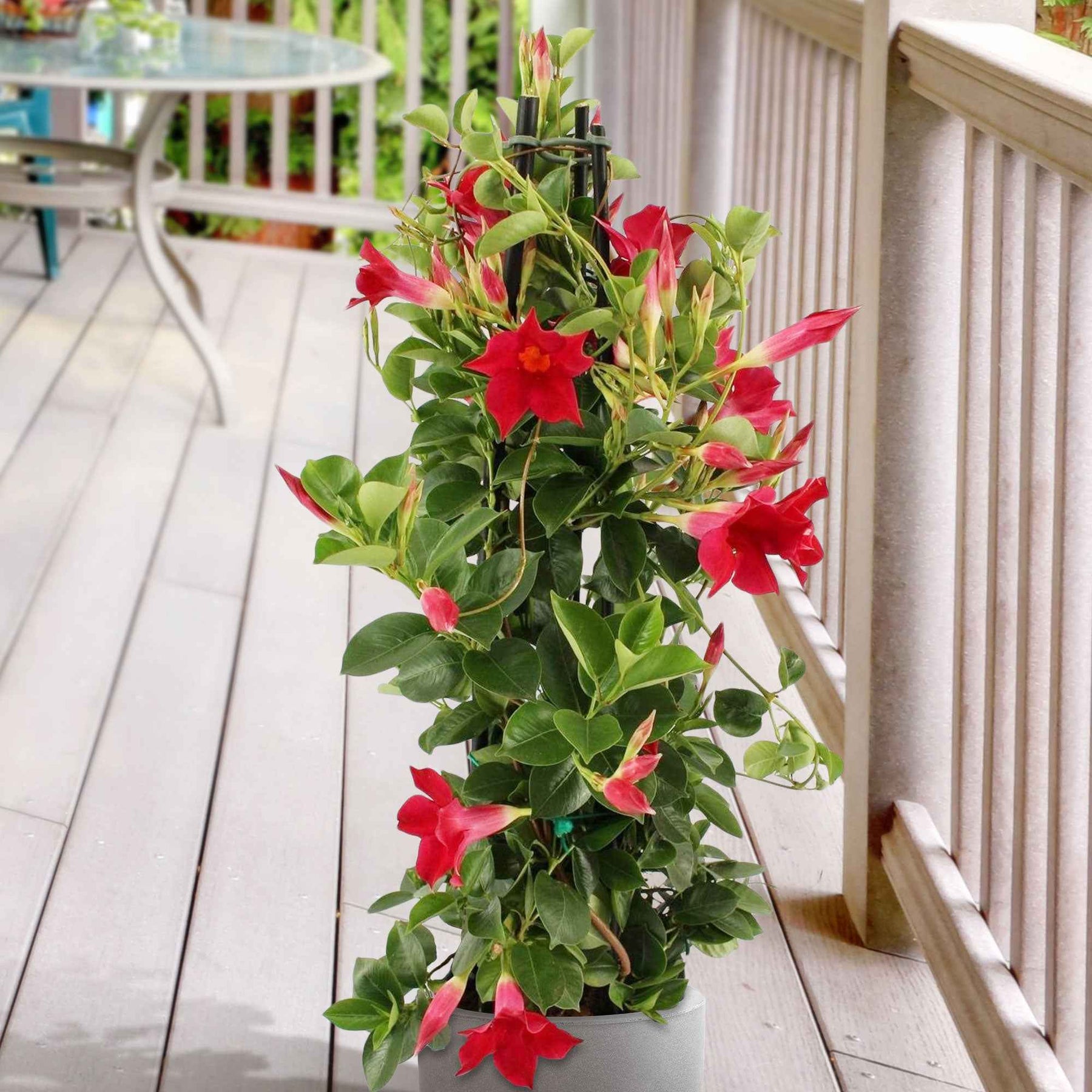 Chileense jasmijn rood - Mandevilla - Willemse