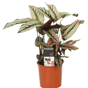 Pauwenplant 'White Star' - Calathea white star