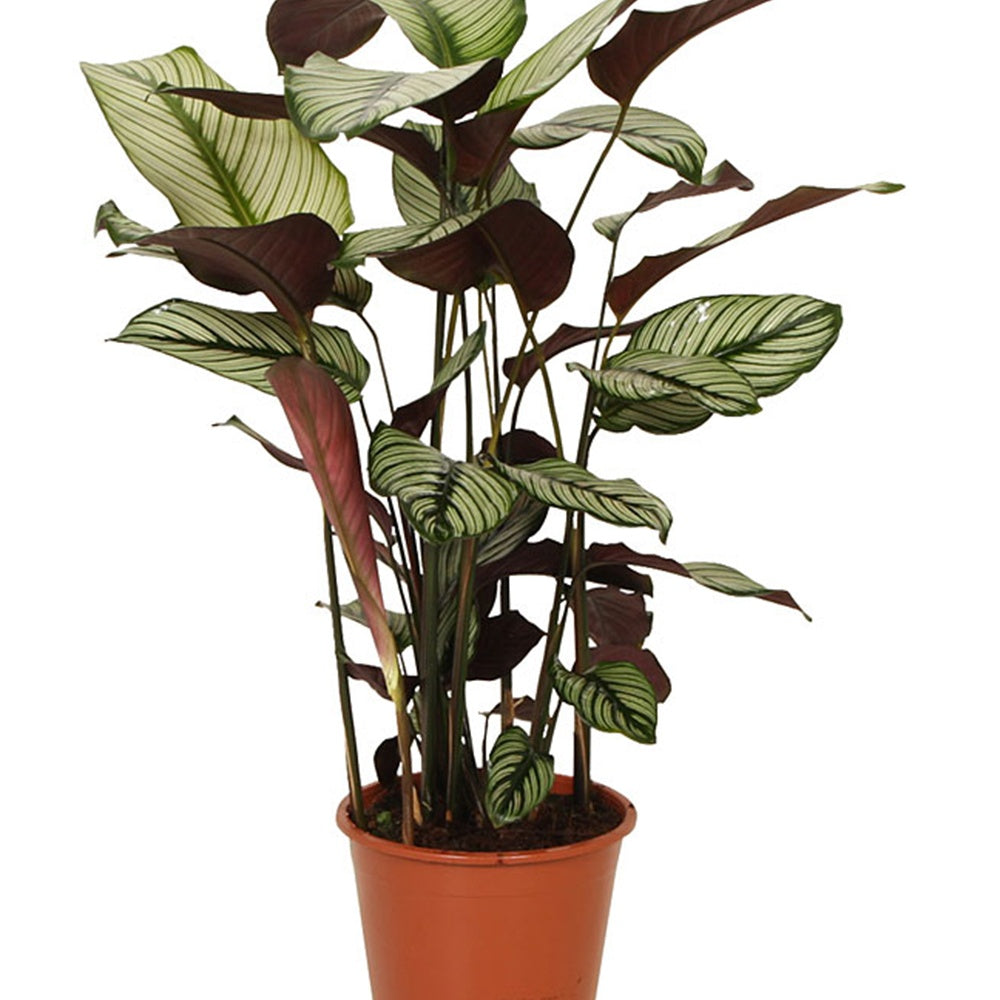 Verkoop Pauwenplant 'White Star' - Calathea white star