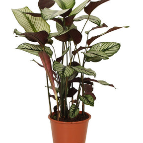 Verkoop Pauwenplant 'White Star' - Calathea white star