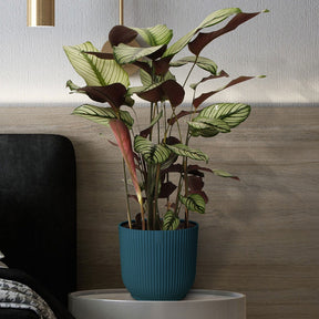 Pauwenplant 'White Star' - Calathea white star