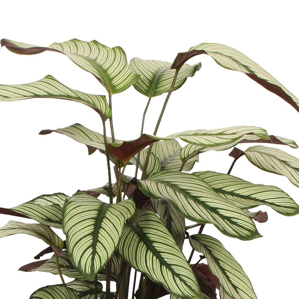 Pauwenplant 'White Star' - Calathea white star