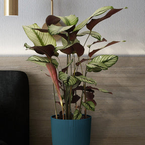 Pauwenplant 'White Star' - Calathea white star