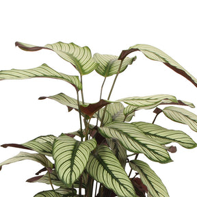 Pauwenplant 'White Star' - Calathea white star