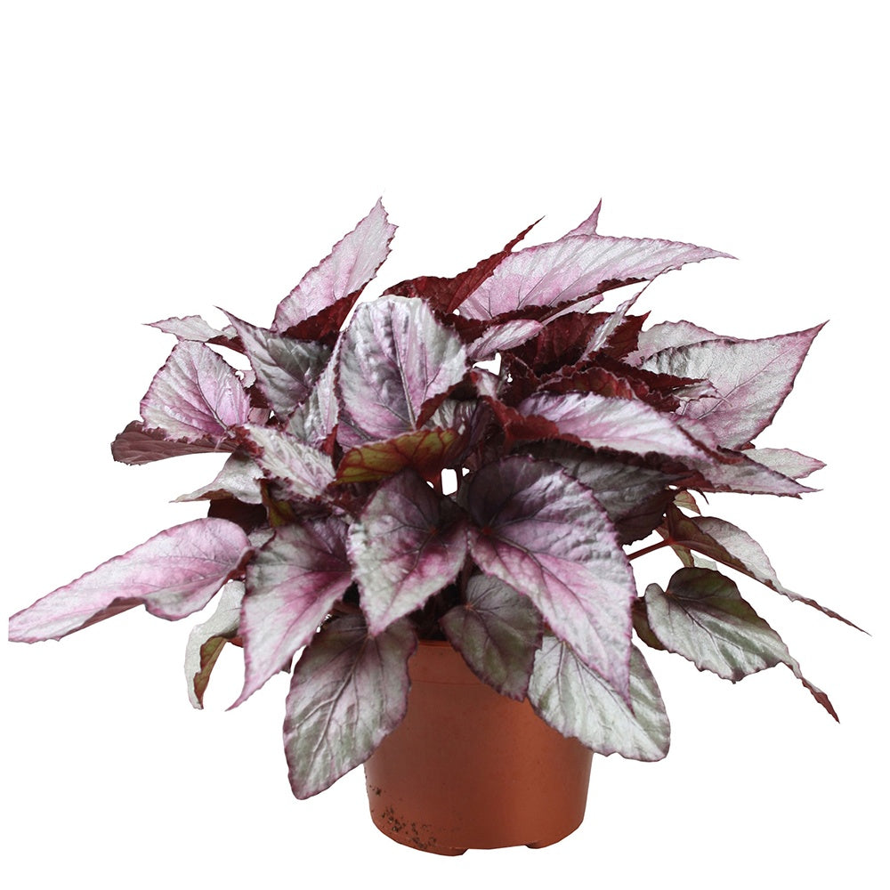 Bladbegonia 'Maori Haze' - Begonia beleaf maori haze - Groene kamerplanten