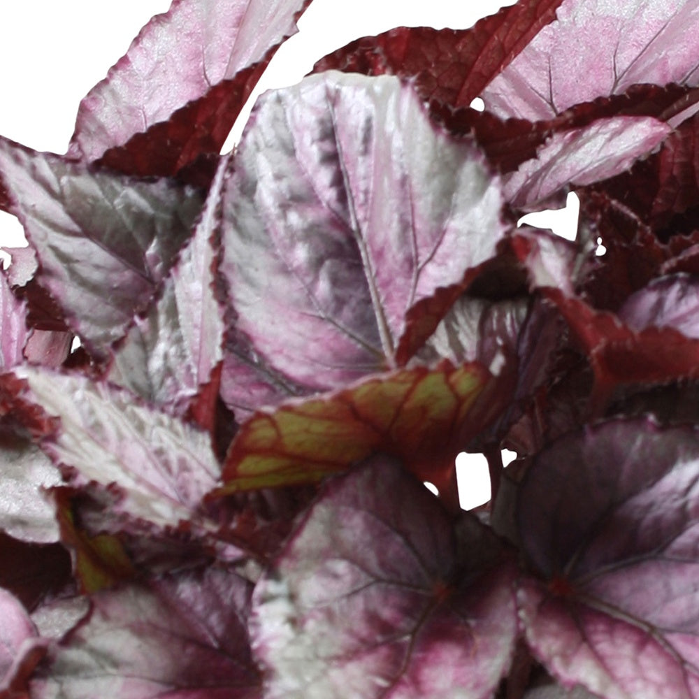 Bladbegonia 'Maori Haze' - Begonia beleaf maori haze