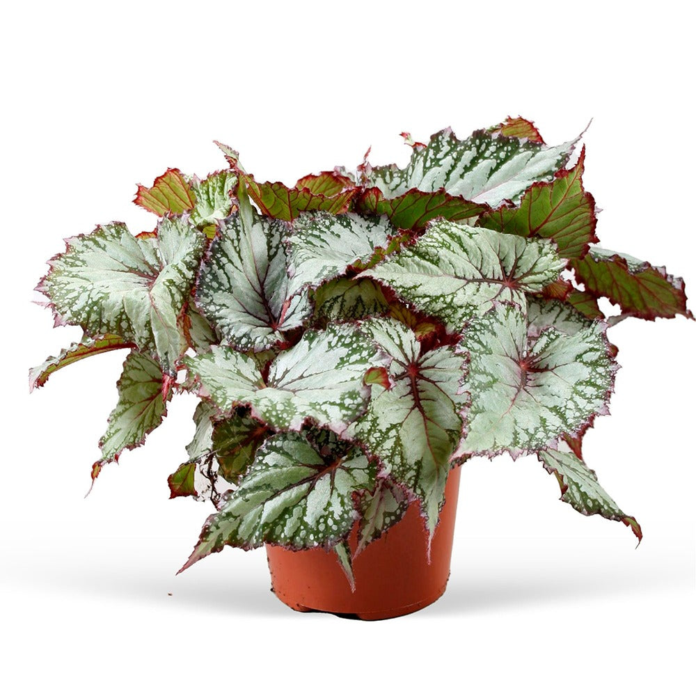 Bladbegonia 'Asian Tundra' - Willemse
