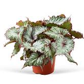 Bladbegonia 'Asian Tundra' - Willemse