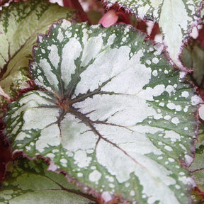 Bladbegonia 'Asian Tundra' - Begonia beleaf asian tundra