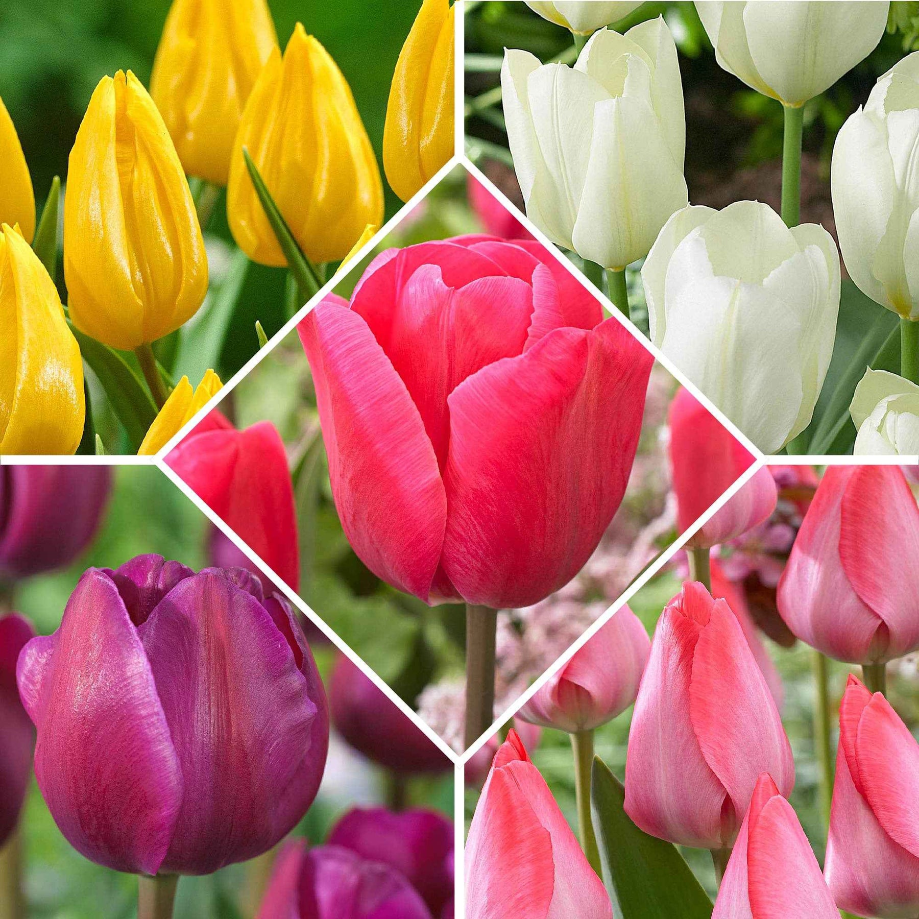 Tulpen - Mix 'Happy Garden' (x50) - Willemse