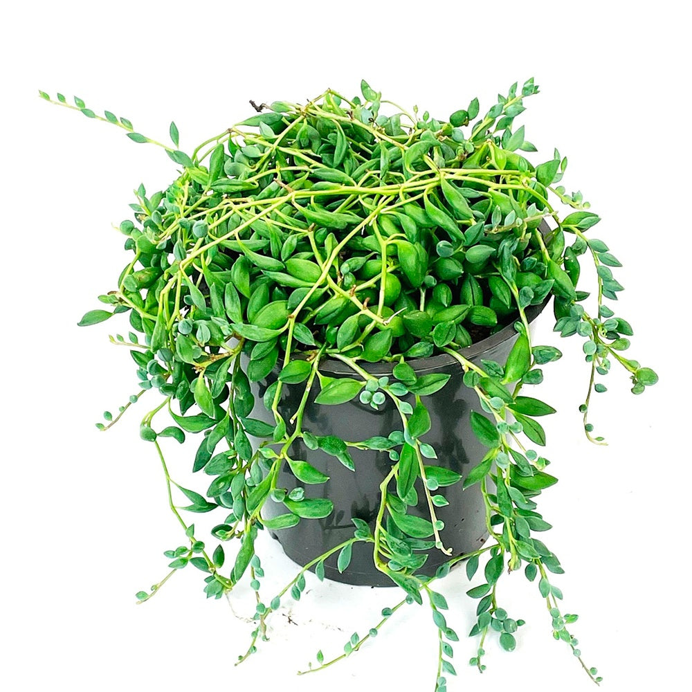 Erwtenplant Senecio herreianus  - Hangplant - Senecio herreianus compositae