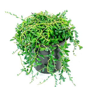 Erwtenplant Senecio herreianus  - Hangplant - Senecio herreianus compositae