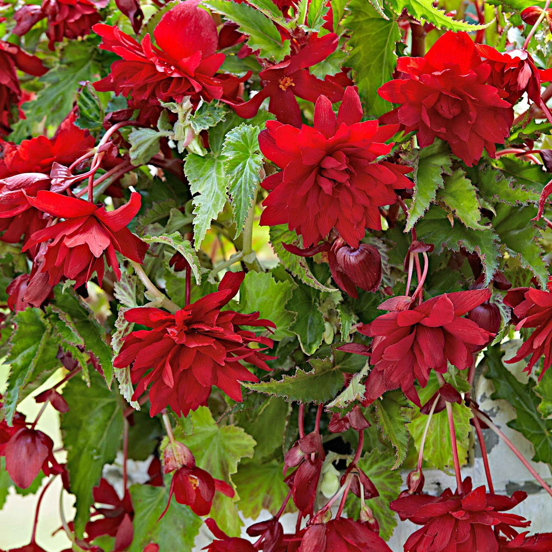 Hangbegonia 'Scarlet' (x5) - Willemse