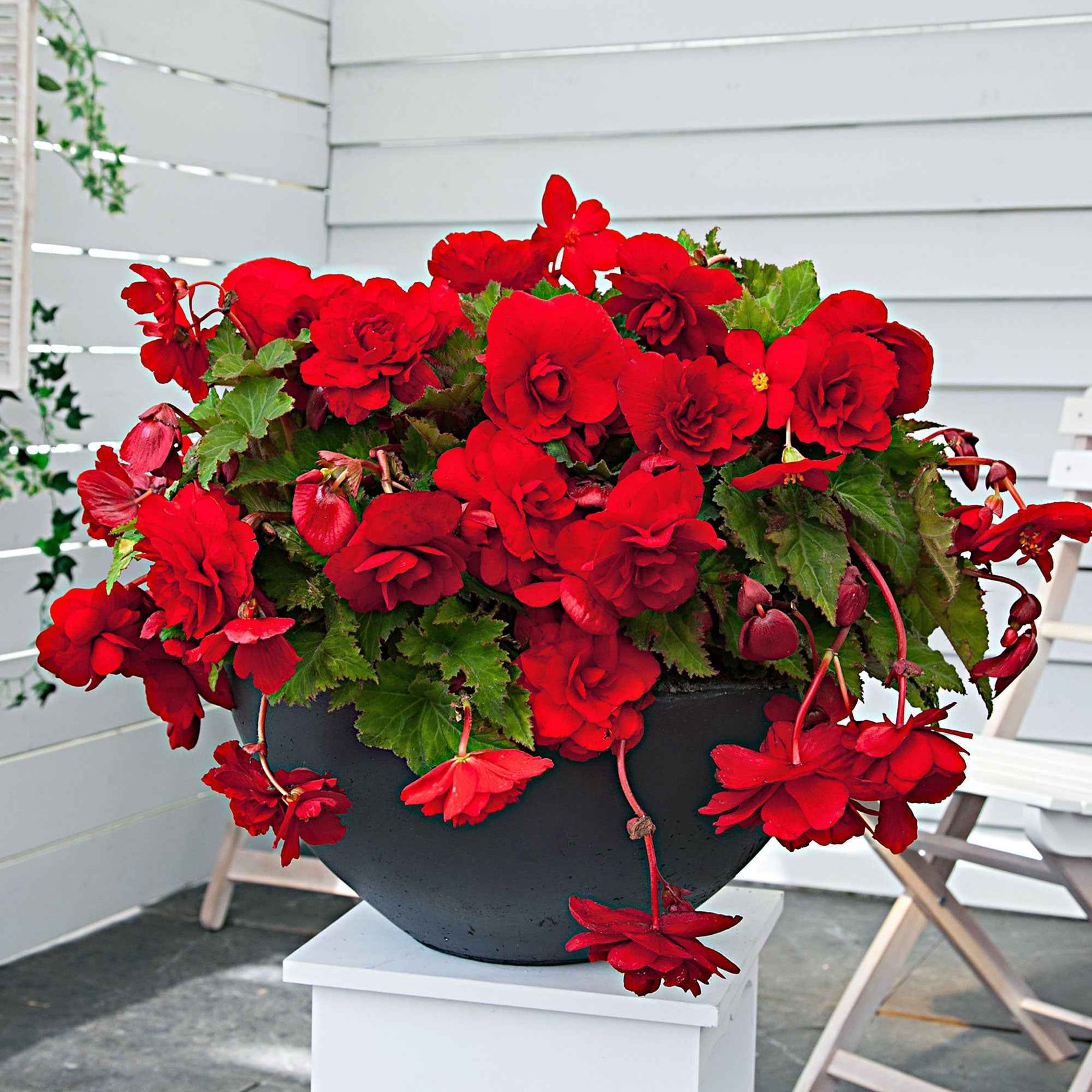Hangbegonia 'Scarlet' (x5) - Begonia pendula 'scarlet' - Willemse