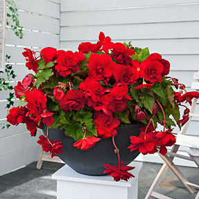 Hangbegonia 'Scarlet' (x5) - Begonia pendula 'scarlet' - Willemse