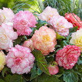 Begonia - Mix 'Samba' (x5) - Willemse