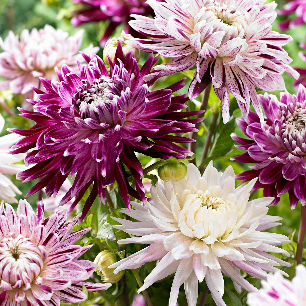 Dahlia 'Avignon' + 'Vancouver' (x3) - Willemse