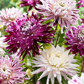 Dahlia 'Avignon' + 'Vancouver' (x3) - Willemse
