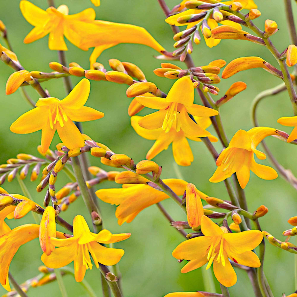 Crocosmia 'Sunglow' (x20) - Willemse