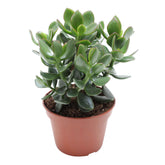 Jadeplant Crassula 'Hulk' - Willemse